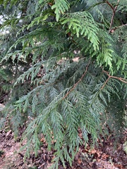 Thuja plicata