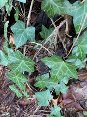 Hedera helix
