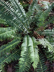 Polystichum munitum