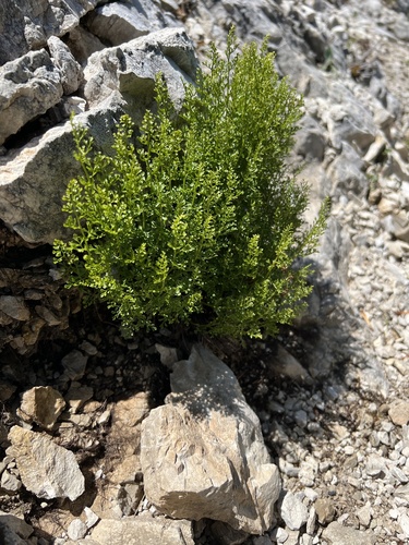 Divided Spleenwort (Asplenium fissum)