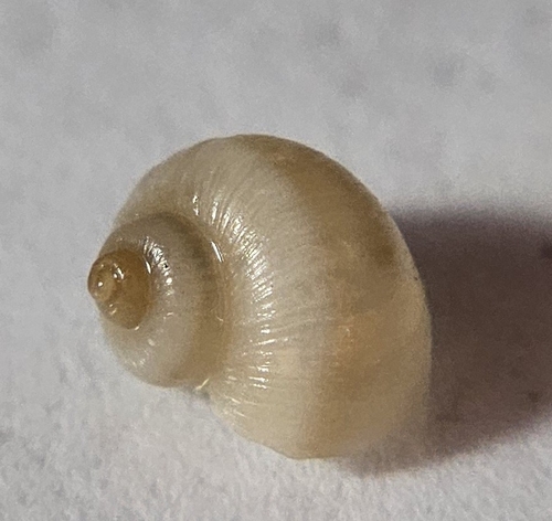 Salinator fragilis observed 2025-11-22