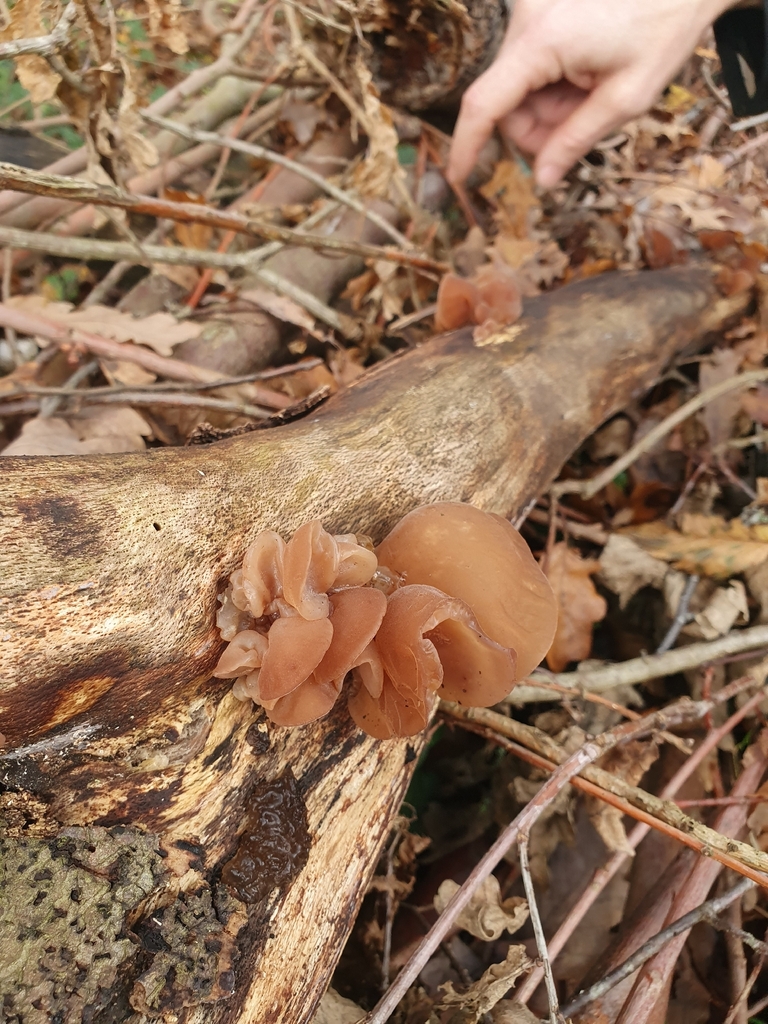 Auricularia auricula-judae · November 2025 · photo: © beth984 (iNaturalist, cc-by)