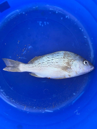 Fine-spotted grunter-bream (Pomadasys argenteus) — Haemulidae — 4