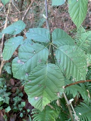 Rubus bifrons