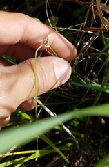 Rhynchospora floridensis