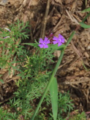 Glandularia aristigera