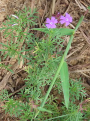 Glandularia aristigera