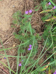 Glandularia aristigera