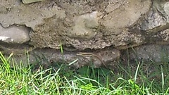 Leiocephalus personatus