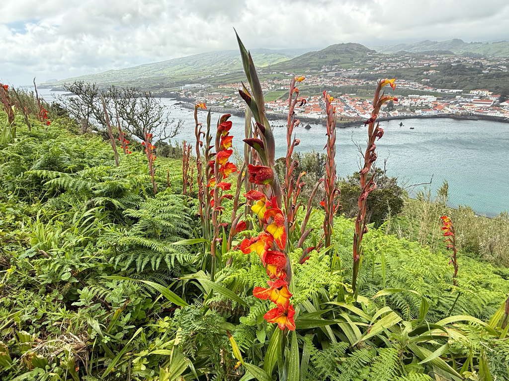 Dragon s head Lily From Ramal Do Monte Da Guia Horta Azores PT On Dragon s head Lily From Ramal Do Monte Da Guia Horta Azores PT On