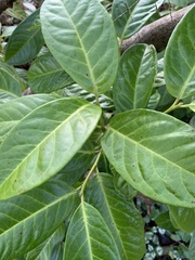 Prunus laurocerasus