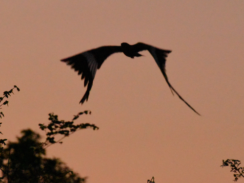 Pennant-winged Nightjar (Caprimulgus vexillarius)