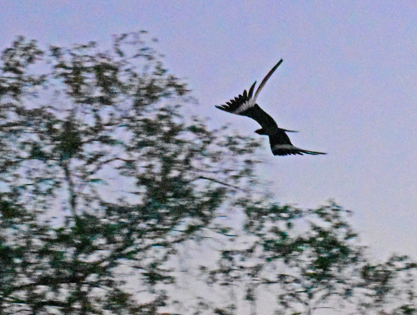 Pennant-winged Nightjar (Caprimulgus vexillarius), photo 2