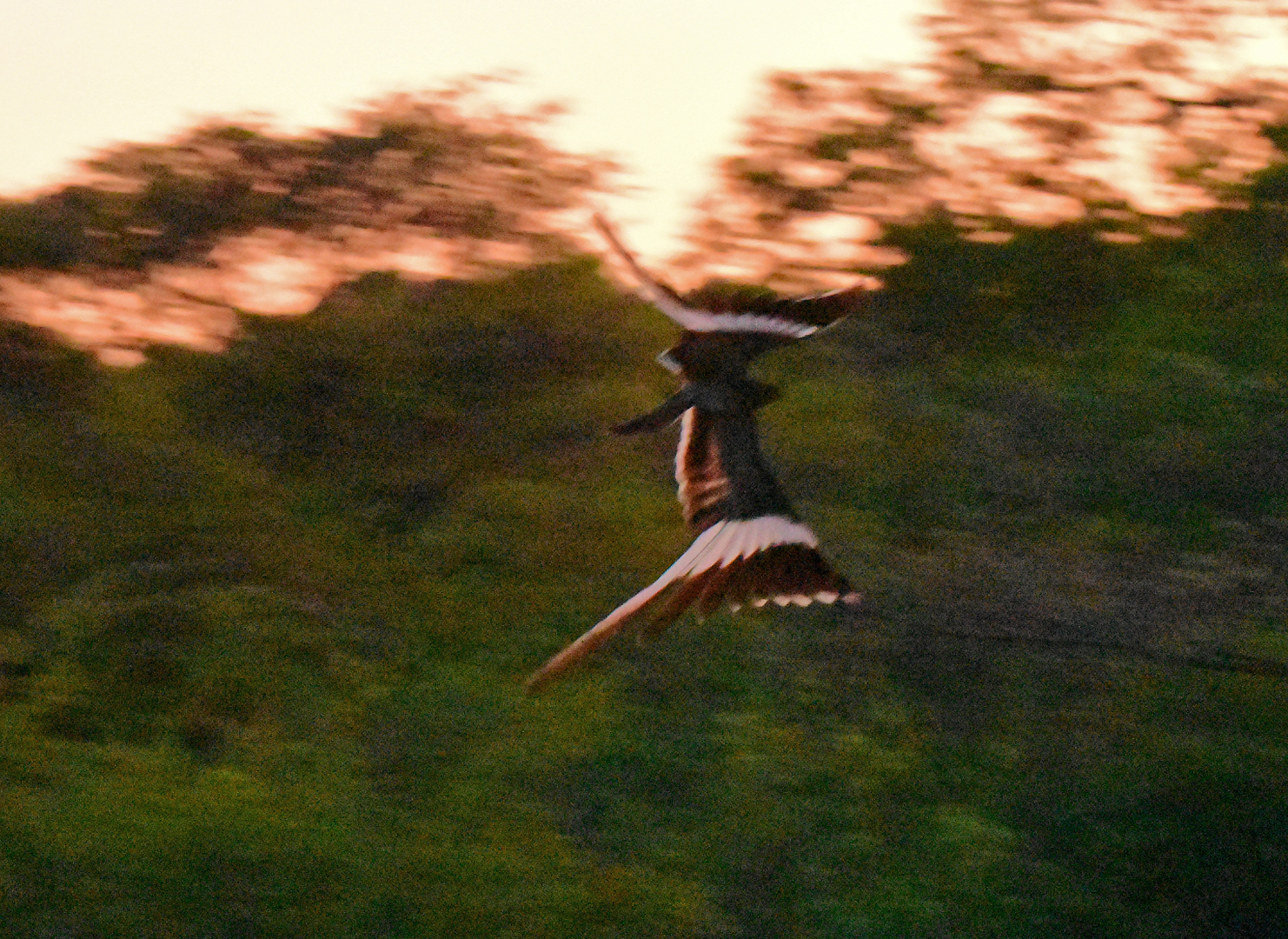 Pennant-winged Nightjar (Caprimulgus vexillarius), photo 3