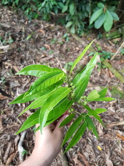 Ficus donnell-smithii