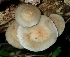 Armillaria limonea