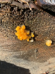 Fungi