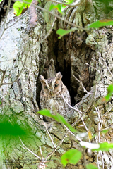 Megascops guatemalae