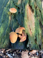 Fungi