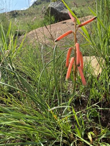 Aloe kniphofioides, photograph 6