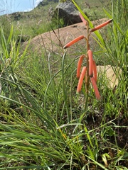 Aloe kniphofioides, photograph (c) Sunčana Bradley, some rights reserved (CC BY)