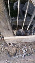 Leiocephalus personatus