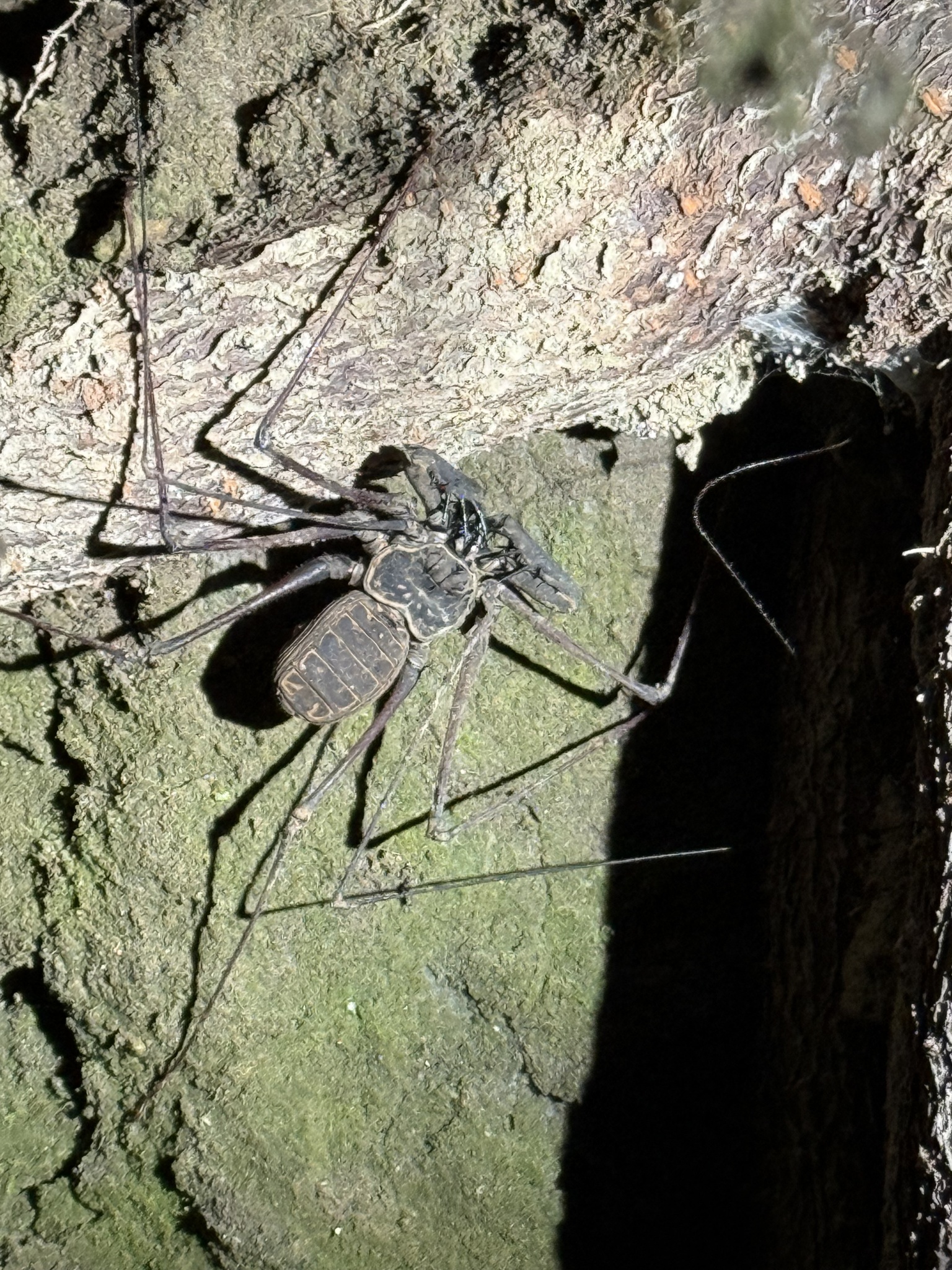 Heterophrynus batesii (Butler, 1873)