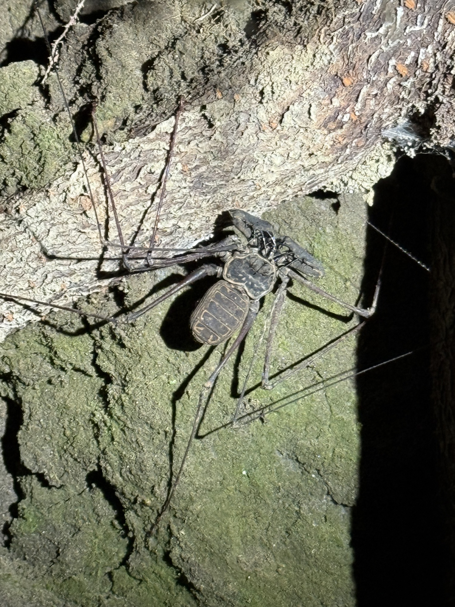 Heterophrynus batesii (Butler, 1873)