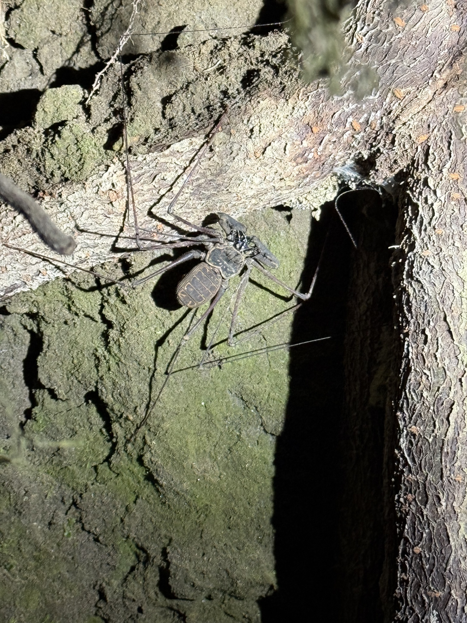 Heterophrynus batesii (Butler, 1873)