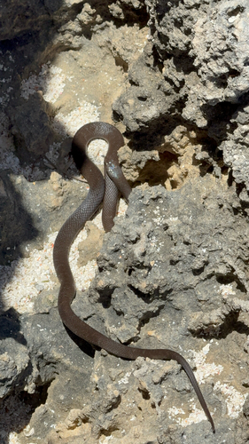 Rottnest Island Dugite sighting