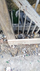 Leiocephalus personatus