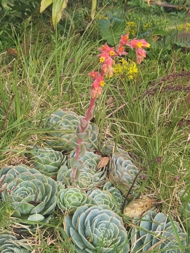 blue rose echeveria (Echeveria ×)