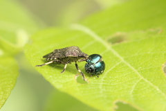 Rhacognathus punctatus