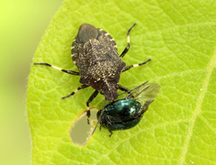 Rhacognathus punctatus