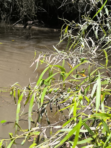 Nectandra angustifolia (Nectandra angustifolia)