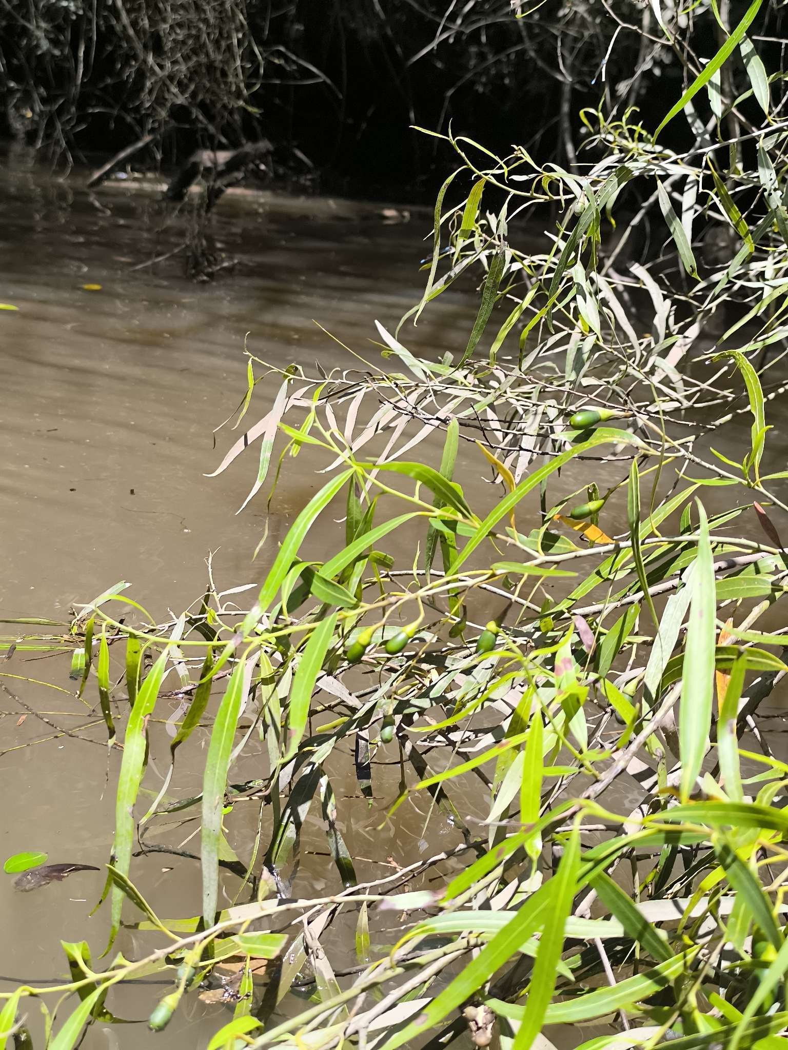 Nectandra Angustifolia (Nectandra angustifolia)