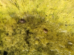 Lithobates magnaocularis