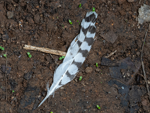 Plume de Chevalier sylvain