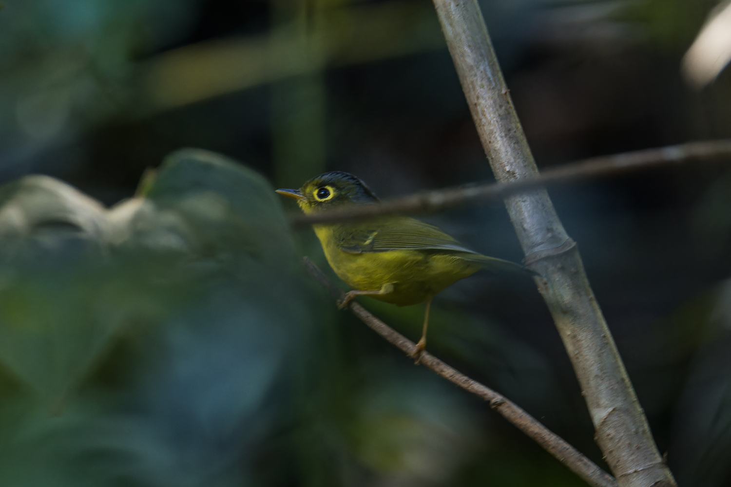 Tickell's Leaf Warbler