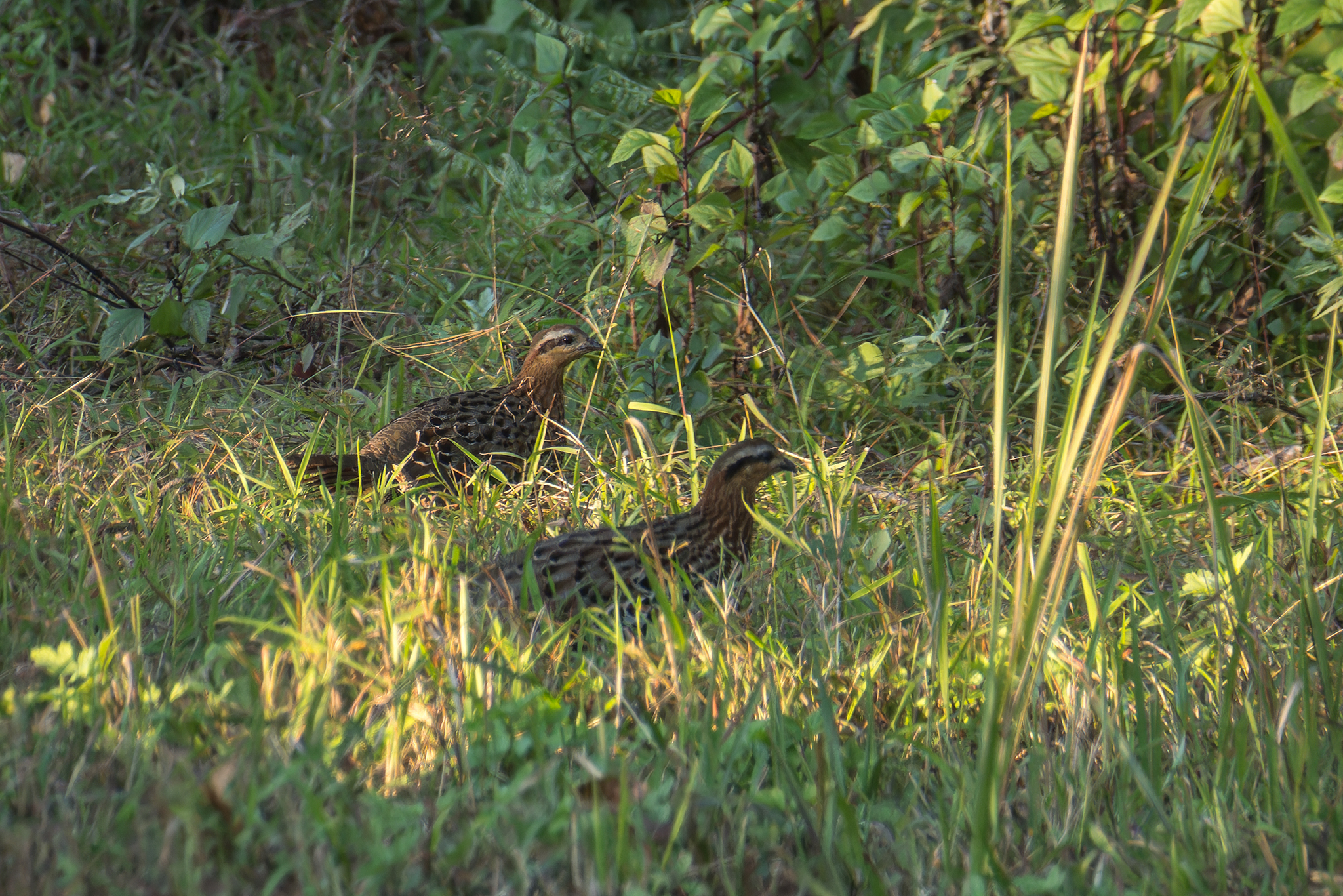 Mountain Bamboo Partridge