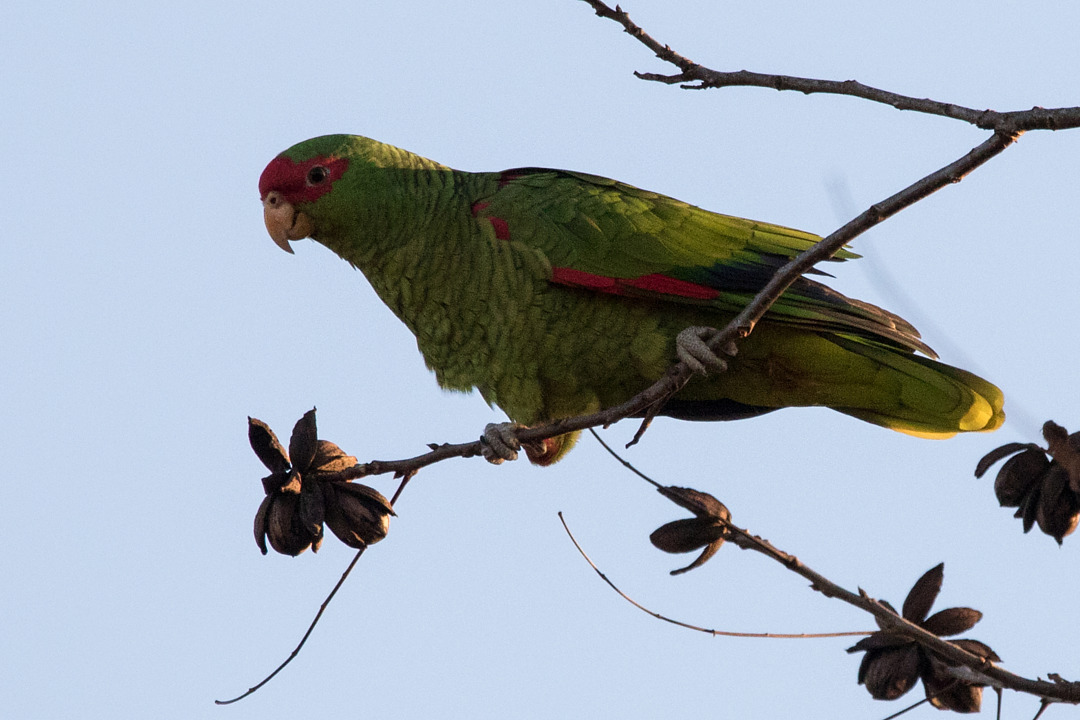 Red-spectacled Amazon (Amazona pretrei), photo 10