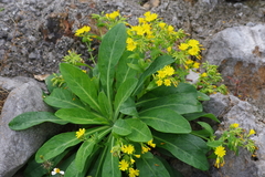 Crepidiastrum lanceolatum