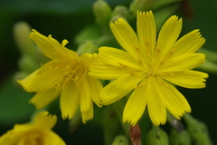 Crepidiastrum lanceolatum