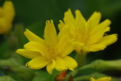 Crepidiastrum lanceolatum
