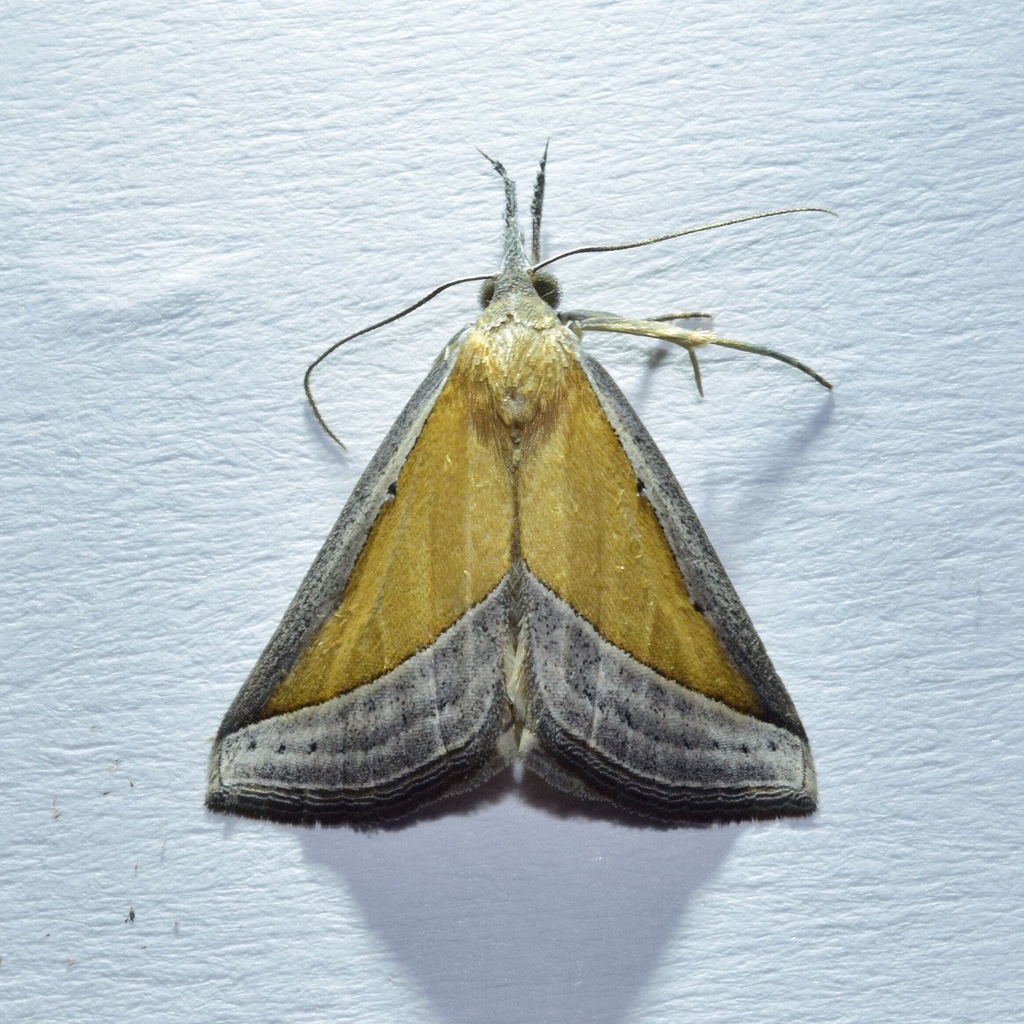 Hypena conscitalis