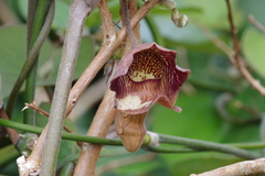 Aristolochia liukiuensis