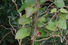 Aristolochia liukiuensis