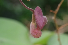 Aristolochia liukiuensis
