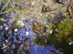 Lithobates magnaocularis