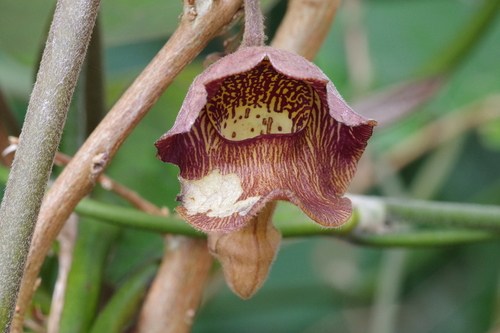 Aristolochia liukiuensis iNat (1)